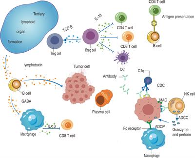 The role of B cells in cancer development